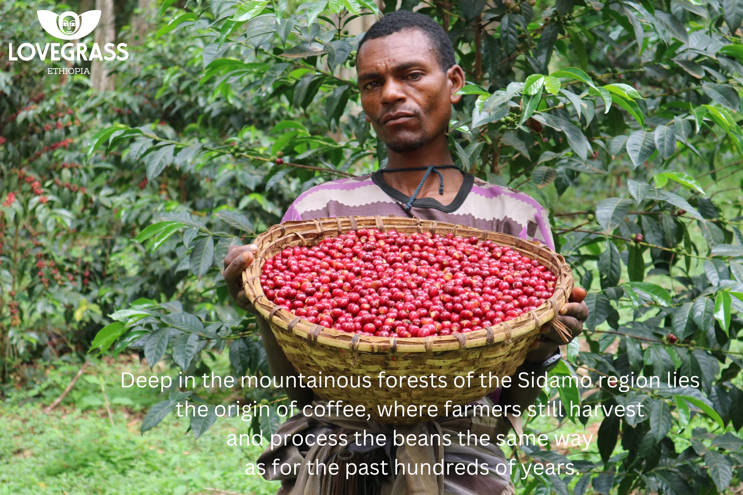 Lovegrass Ethiopia - Single Origin Sidamo Kaffee, mittlere Röstung, 250 g
