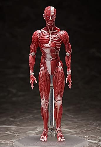 Good Smile Company Human Anatomical Model Figma Action Figure - Fully Articulated Educational Figure