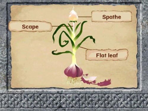 Leapfrog Explorer Learning Game Disney Pixar Brave - Educational Science Adventure for Ages 5-8