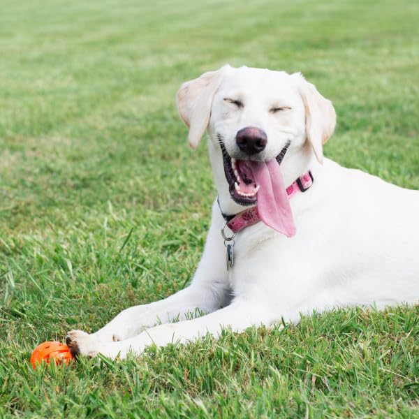 Chuckit! Air Fetch Dog Ball - Lightweight Rubber Toy | XL Size (9.1cm) | Launcher Compatible 2