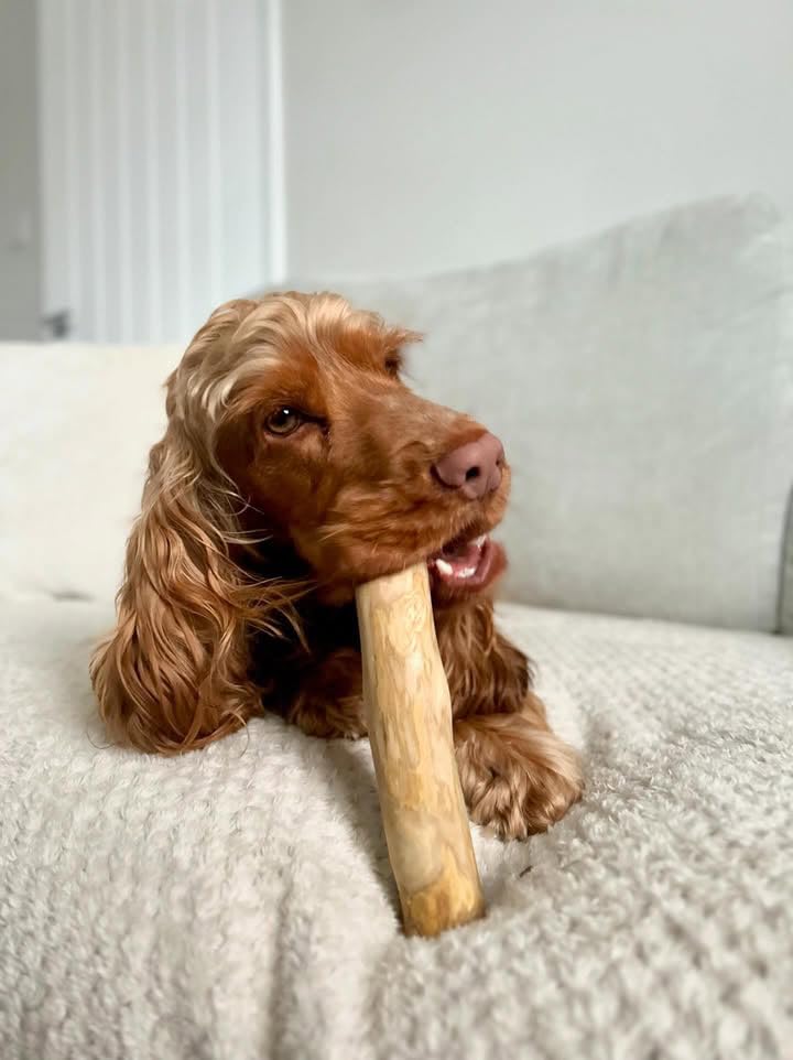 pet wiz Coffee Wood Dog Chew - Medium Size | Heavy Duty | Oral Hygiene 3