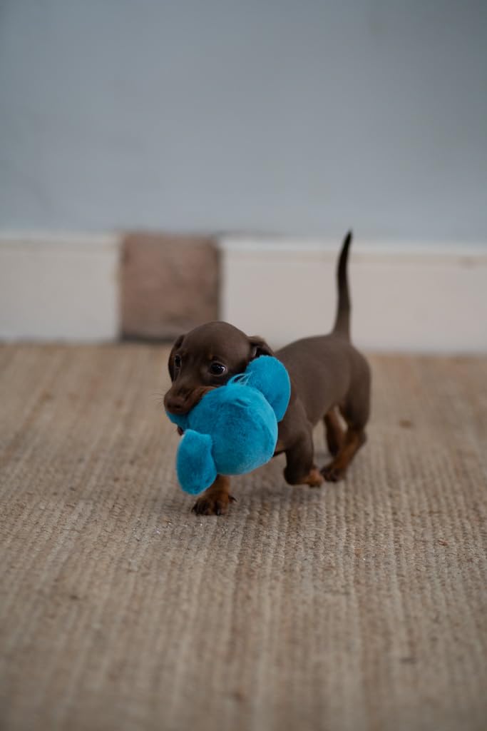 Petface Little Petface Esmee Elephant Ball Plush Dog Toy - Built-in Squeaker | Puppy Friendly 5
