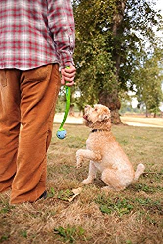 Chuckit! Fetch Medley 3 Pack - Max Glow, Rebounce, Whistler | Medium | Launcher Compatible 7