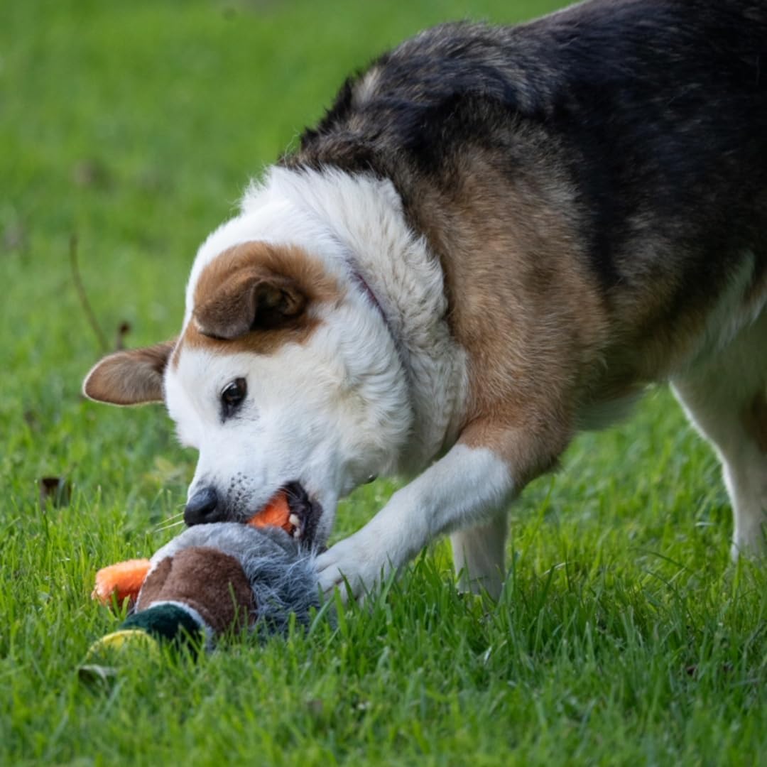 Petface Honking and Squeaky Duck Plush Dog Toy | Durable Material | Unscented 6
