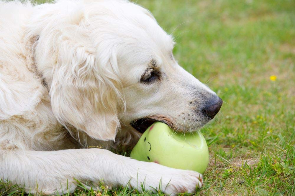 Petface Latex Pear Soft Chew Dog Toy - Large Size, Durable, Squeaky | Natural Rubber 4