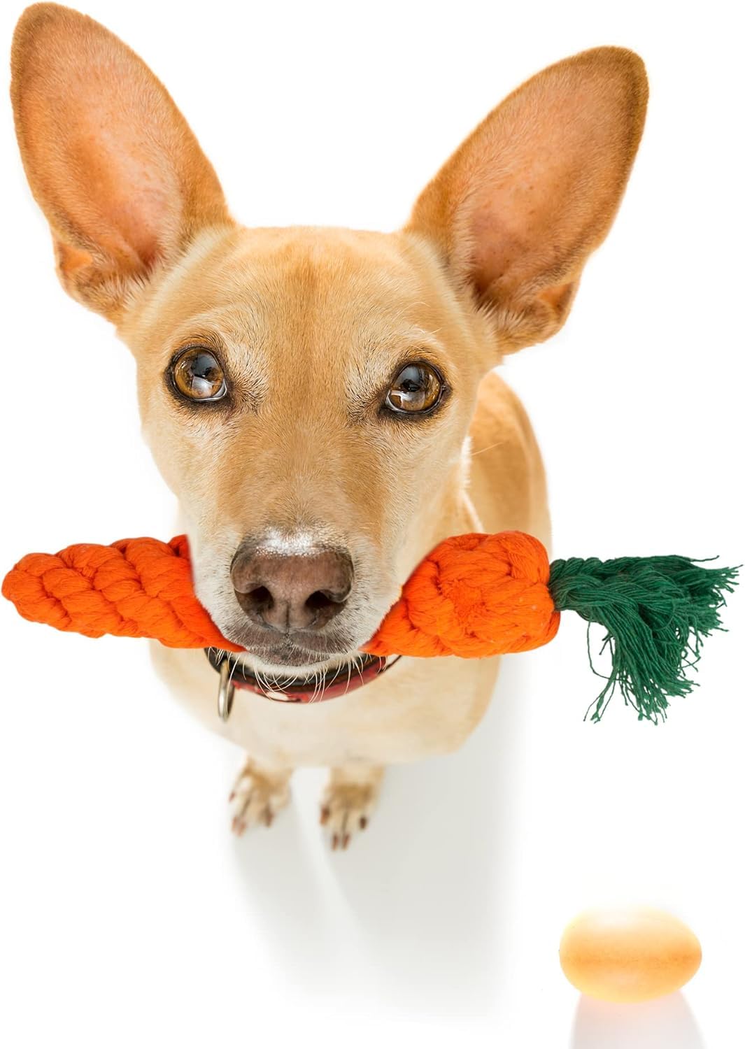 Fur & Bone Dog Chew Toys - Ultimate 10-Pack for Teething & Boredom | Cotton Rope Toys 9