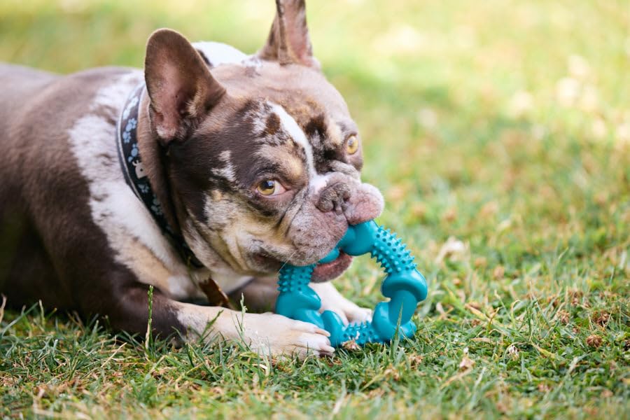 Petface Little Petface Rubber Ring Teething Chew Dog Toy for Puppies | Non-Toxic Rubber | Turquoise 6