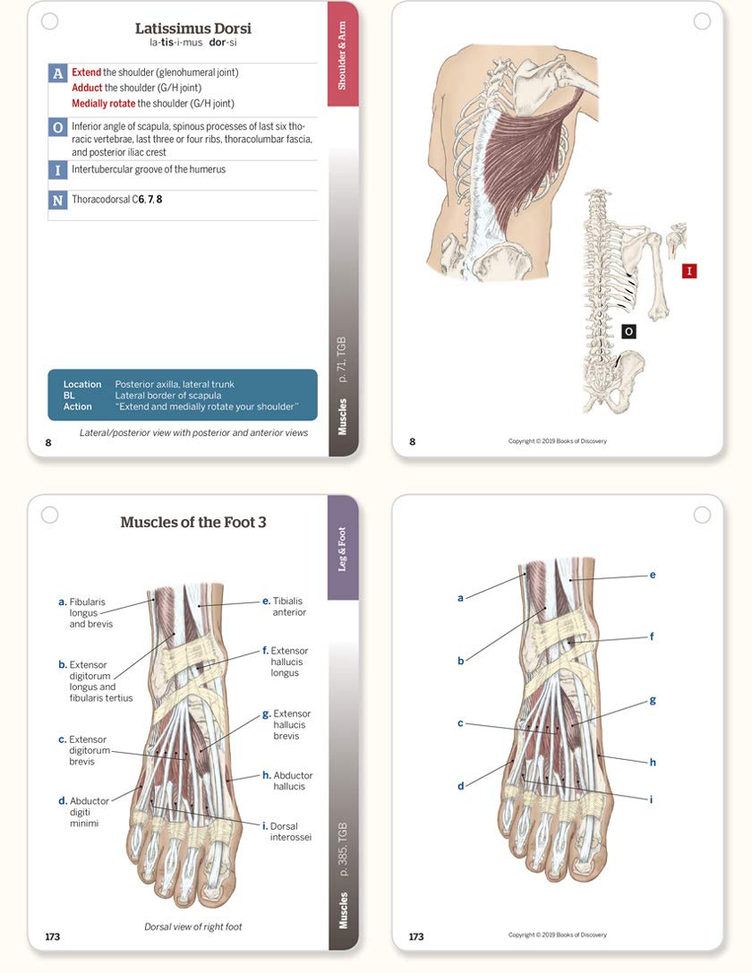 Books of Discovery Trail Guide to the Body Flashcards Vol 2: Muscles of the Body - Sixth Edition