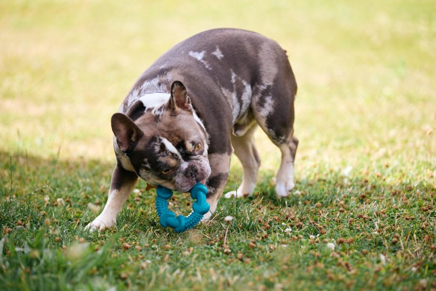 Petface Little Petface Rubber Ring Teething Chew Dog Toy for Puppies | Non-Toxic Rubber | Turquoise 9