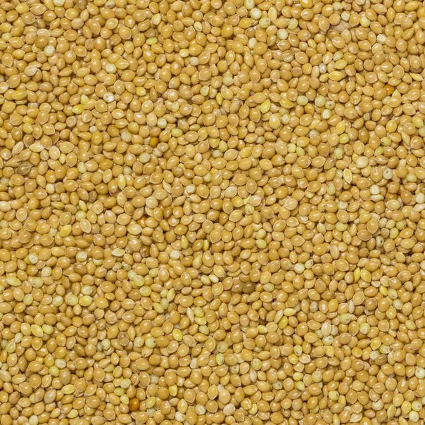 Wholefood Earth Organic Pearl Millet Grain - 1 kg | High Fibre | Vegan | GMO Free 5