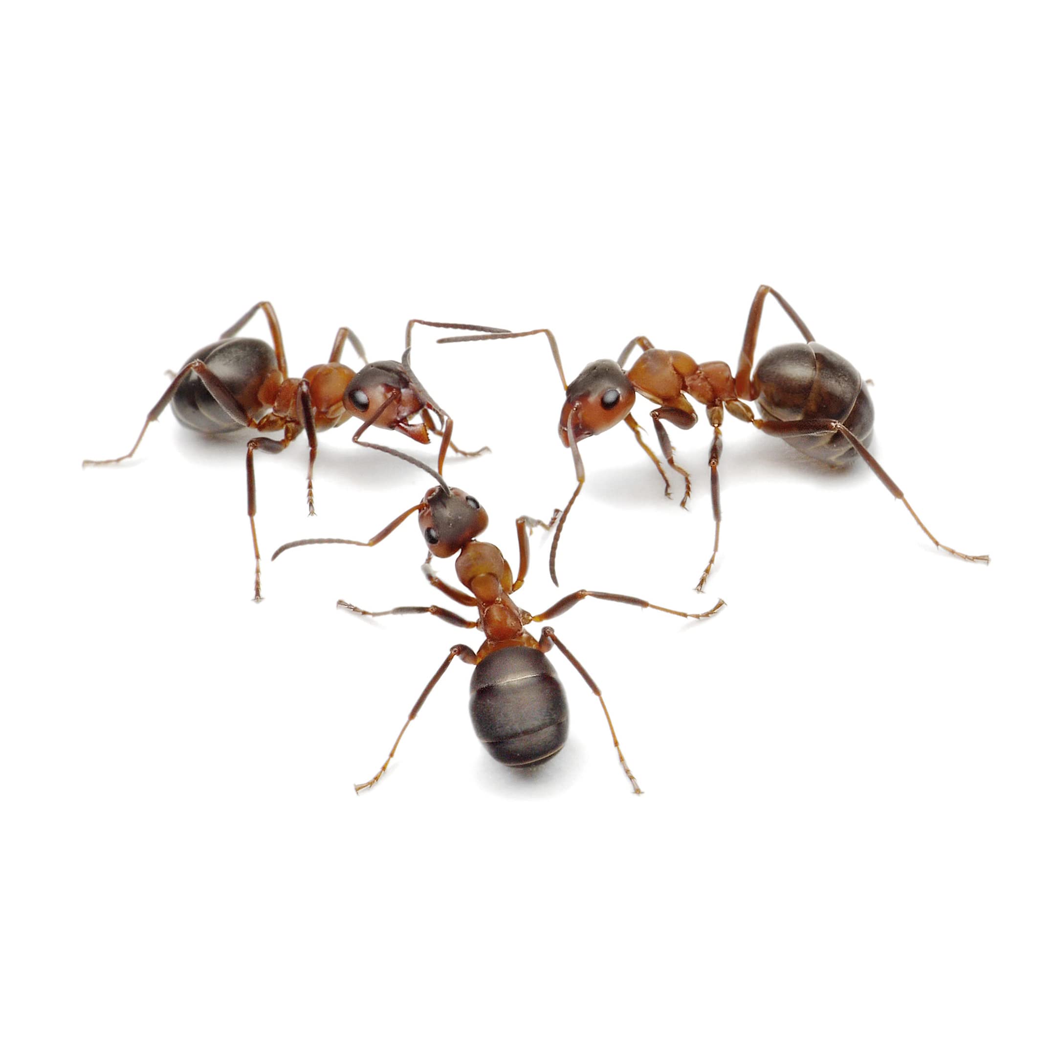 My Living World Ant World - Educational Science Playset for Kids