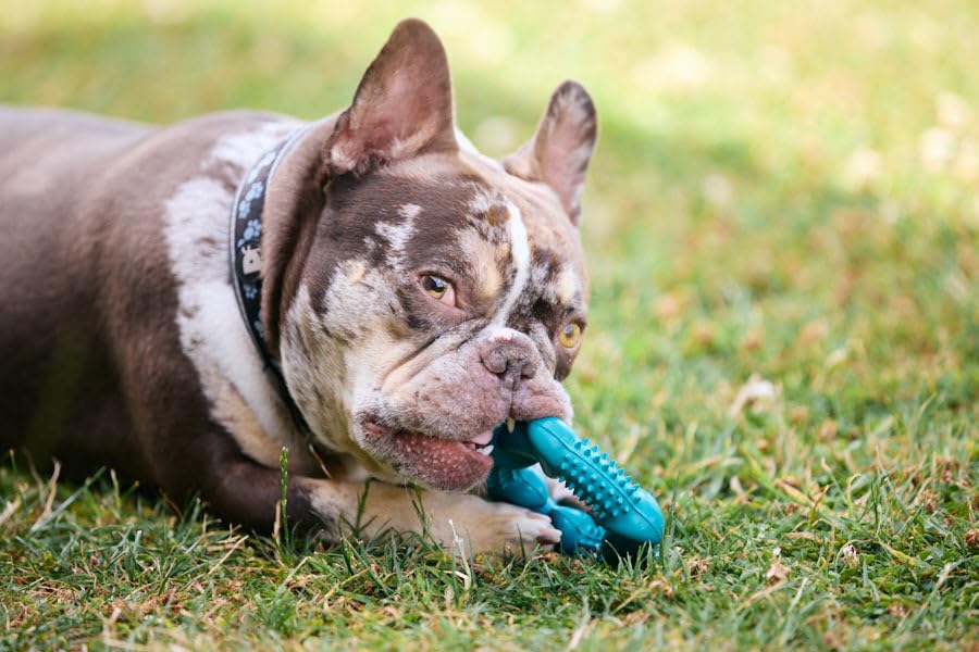 Petface Little Petface Rubber Ring Teething Chew Dog Toy for Puppies | Non-Toxic Rubber | Turquoise 8