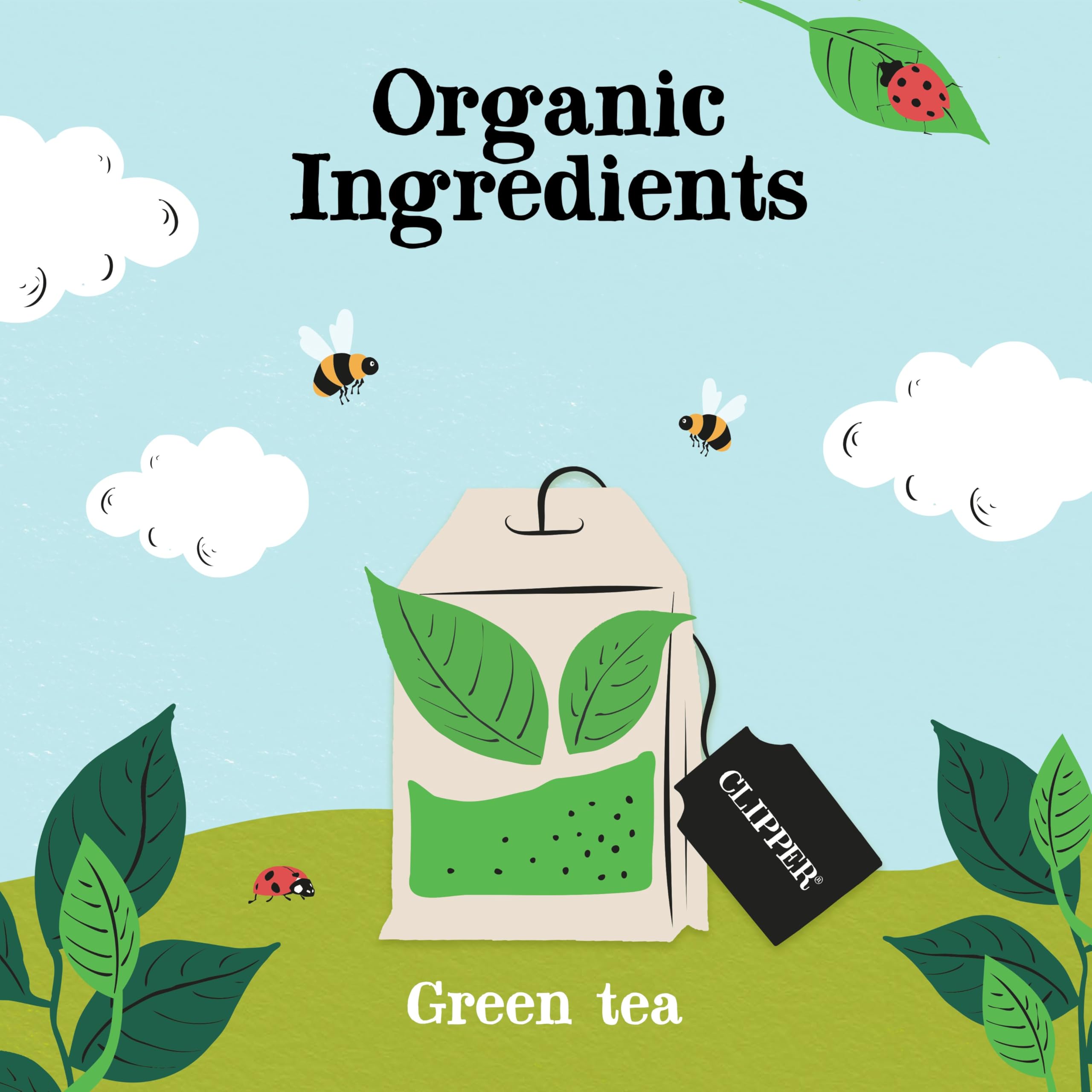 Clipper Organic Fairtrade Pure Green Tea - 6 x 20 Teabags (120 Total) | Antioxidant Source 3