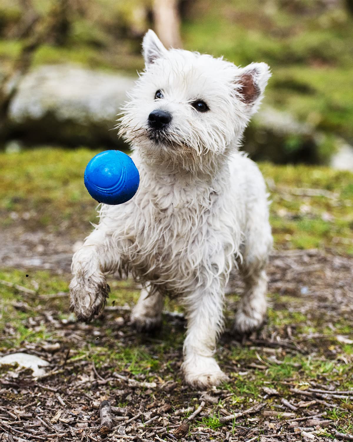 Chuckit! Crunch Ball Dog Toy - Interactive Fetch Toy | Medium Size | 2 Pack 5