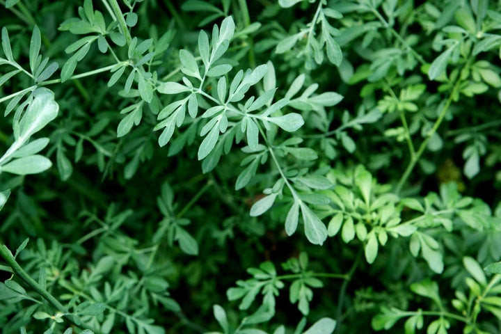 Health Embassy - Rue Herb (Ruta graveolens L) Herbal Tea (50g)