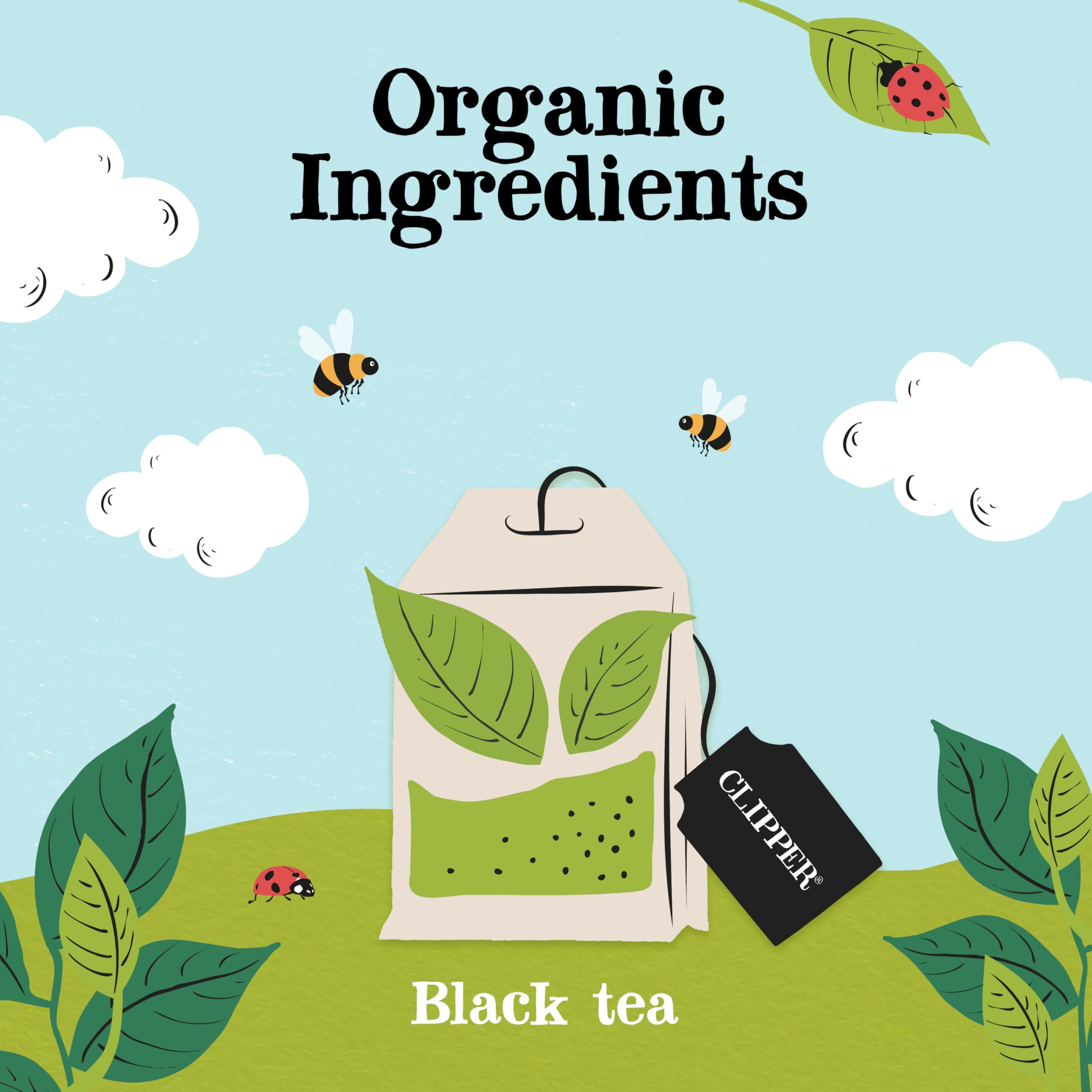 Clipper Natural, Fair & Delicious Organic Everyday Black Tea, 160 Count (Pack of 3) 3