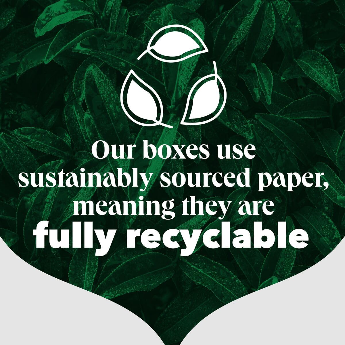 PG Tips Decaf Black Tea Bags Bulk - 70 Teabags (6x Pack )| 420 Total 7