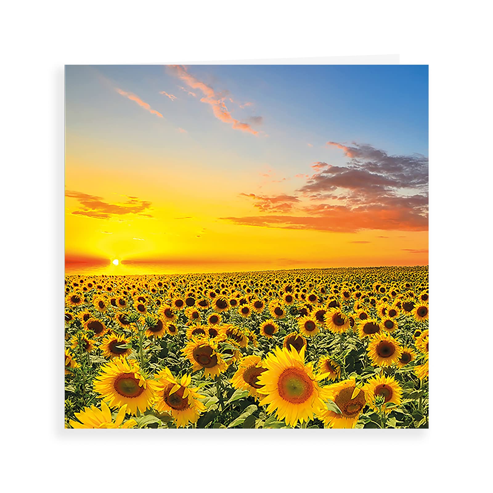 Piccadilly Greetings Photographic Blank Card - Sunflowers | 160 mm sq | Yellow