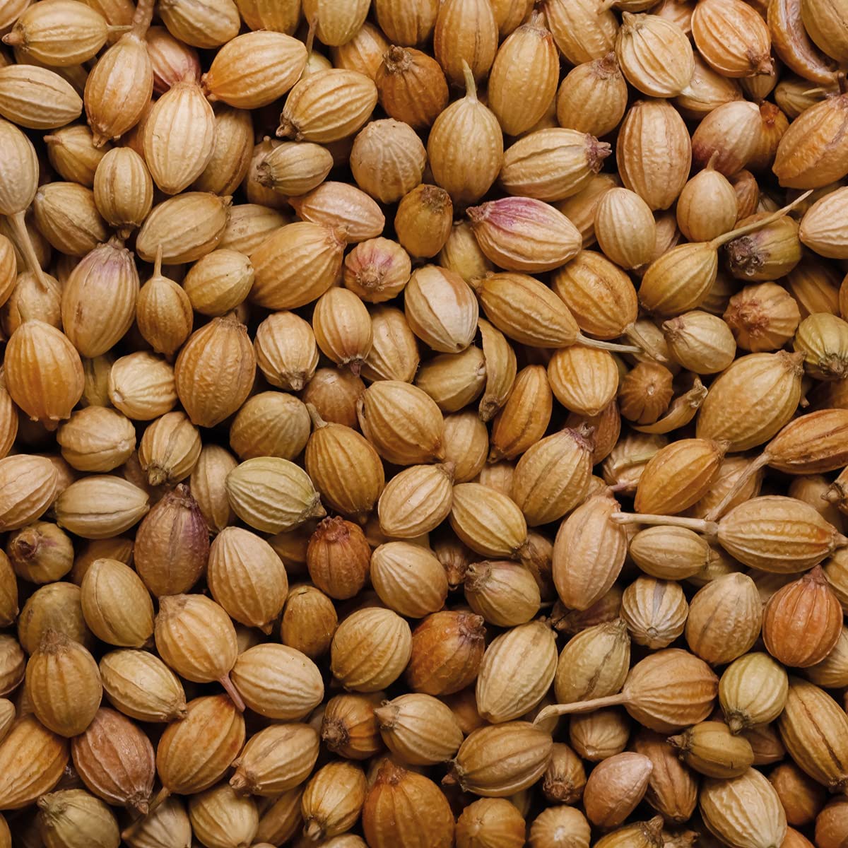Rajah Whole Coriander Seeds - Expertly Sourced | 50g Pack | Vegetarian Approved 2