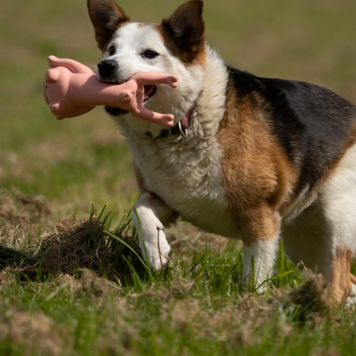 Petface Lounging Pig Dog Chew Toy - Non-Toxic Latex | Soft Chew | Portable 5