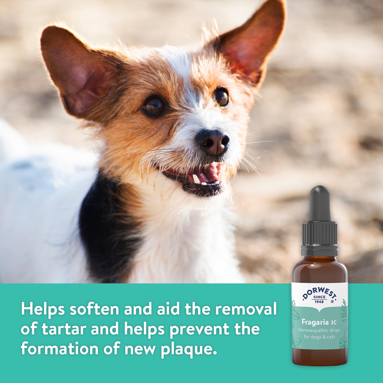 Dorwest Herbs Fragaria 3C Homoeopathic Liquid Remedy for Dogs & Cats - 15ml 2