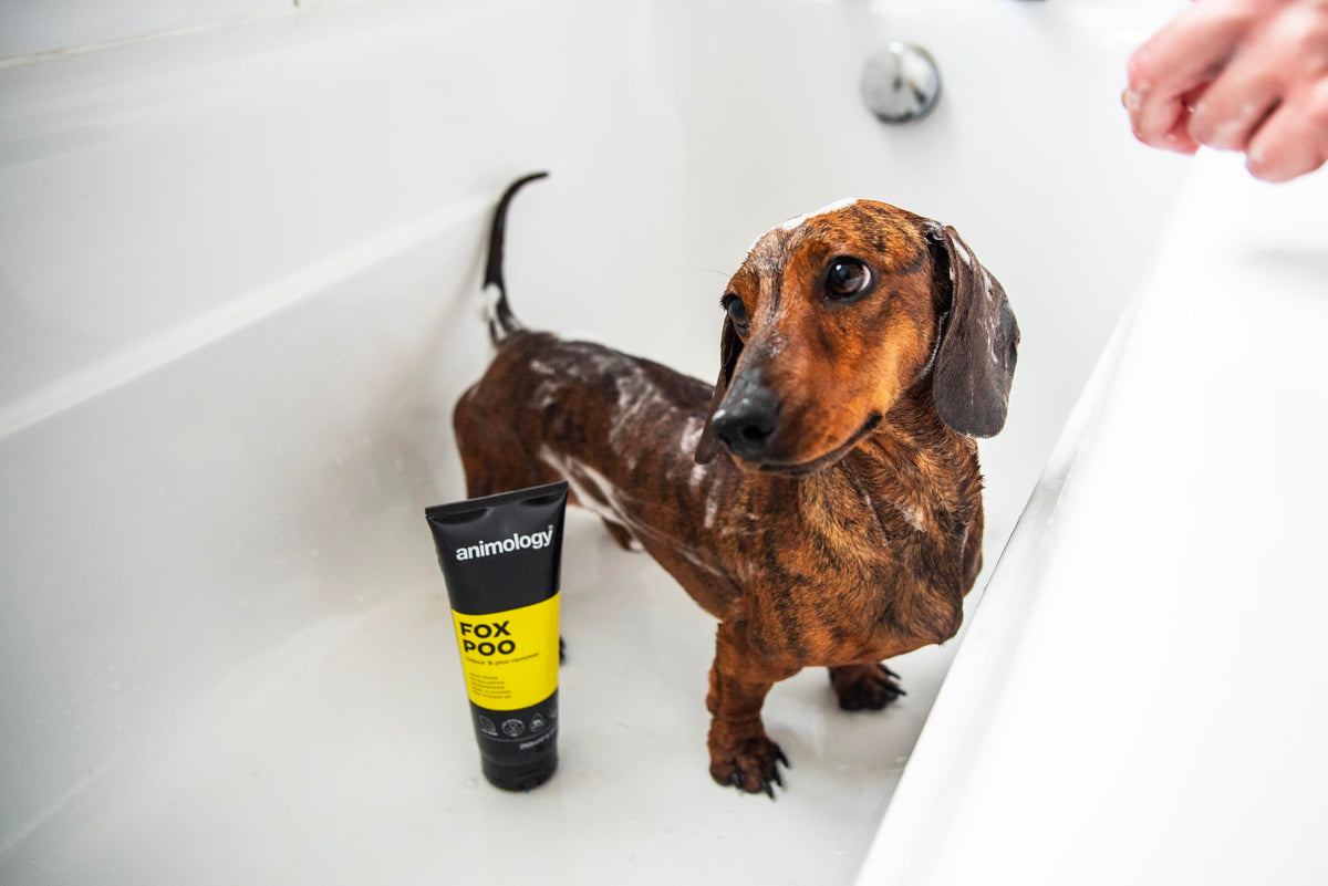 Animology Fox Poo Dog Shampoo - 250 ml
