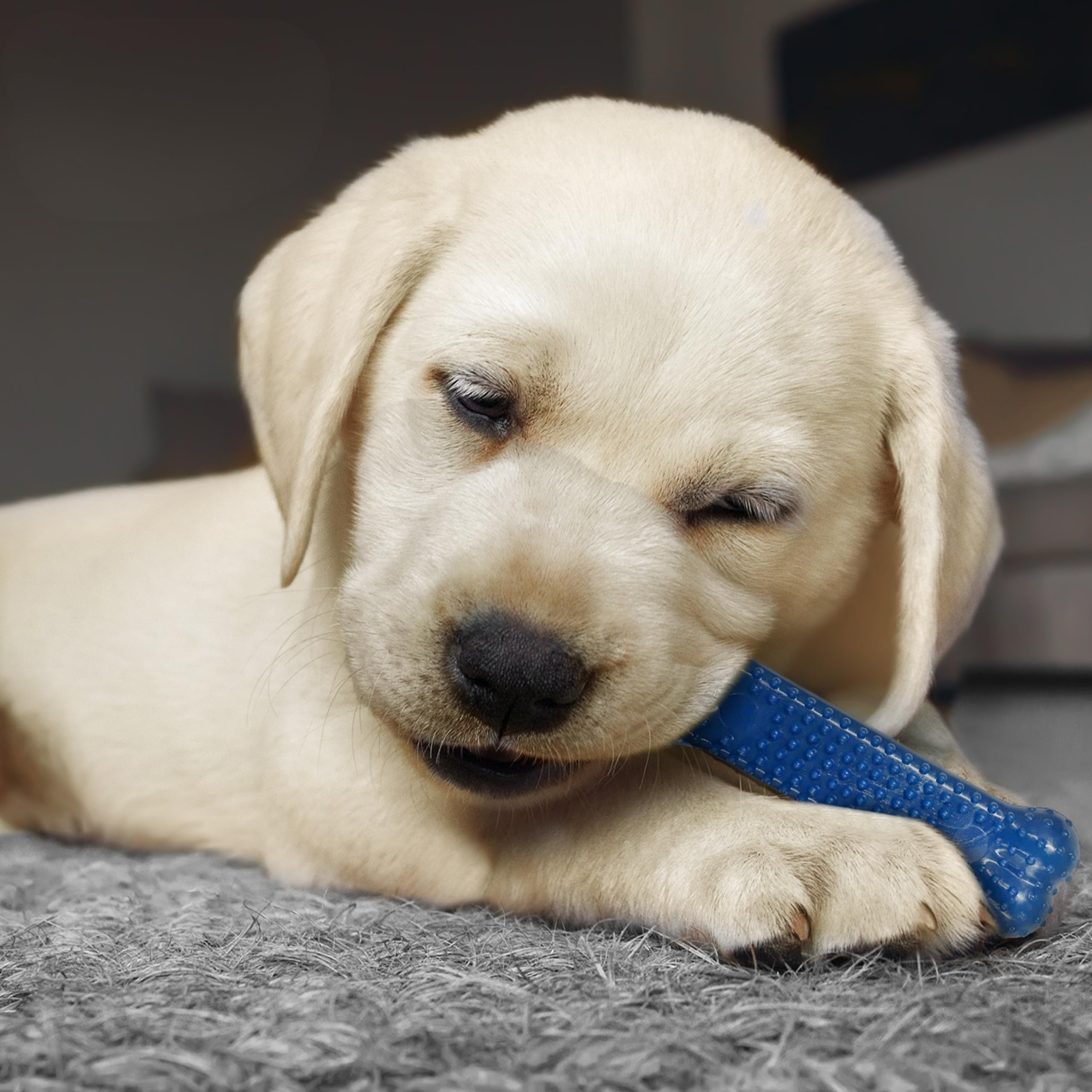 Nylabone Puppy Starter Kit - Pack of 3 Gentle Chew Toys for Puppies up to 11 kg
