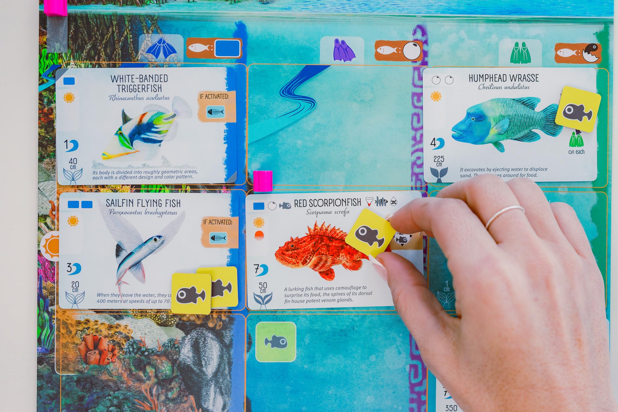 Stonemaier Games Finspan Board Game | Ages 10+ | 1-5 Players | 45-60 Minutes 4