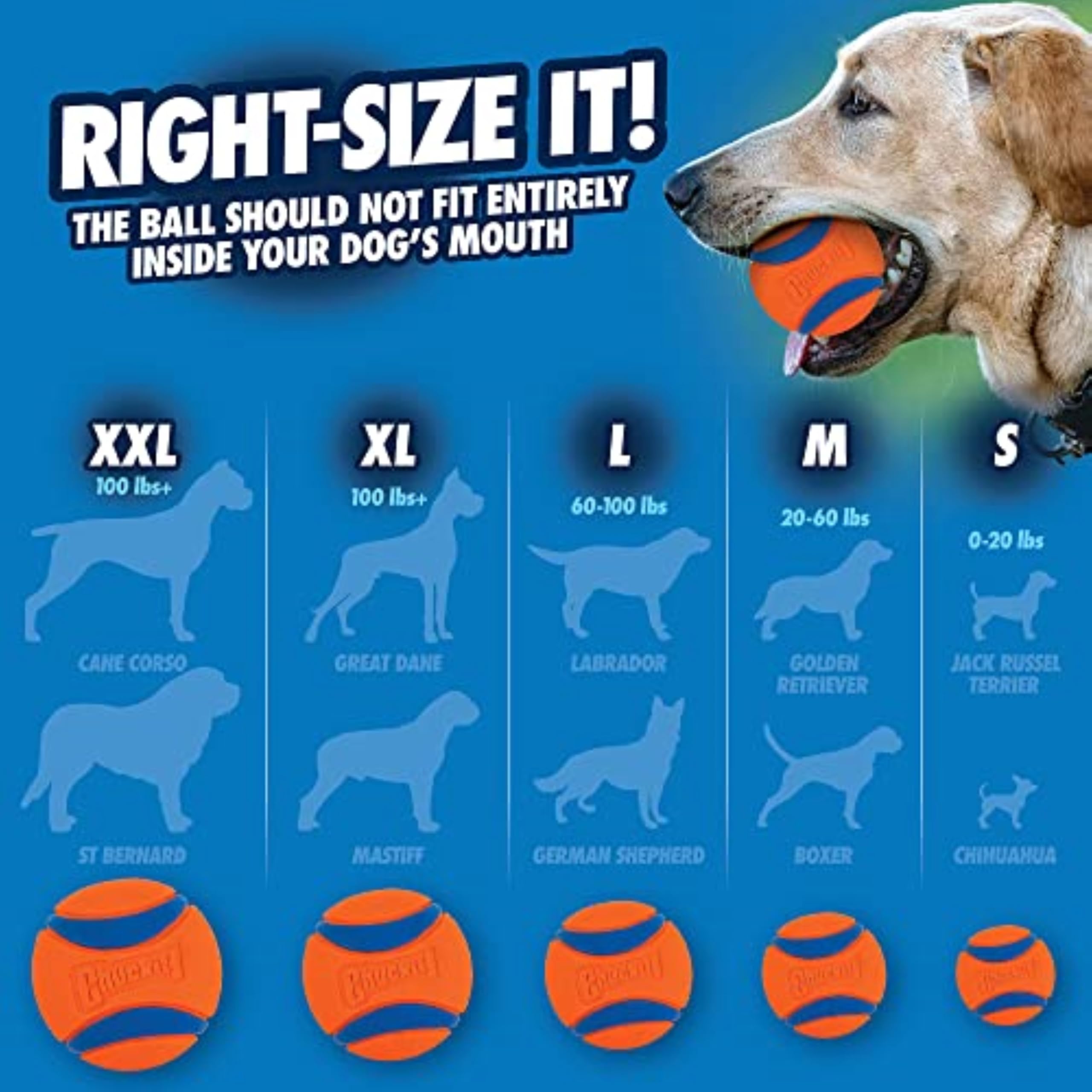Chuckit! Ultra Ball Bucket - Durable High Bounce Rubber Dog Toy for Fetch | Pack of 8 Medium Balls 5