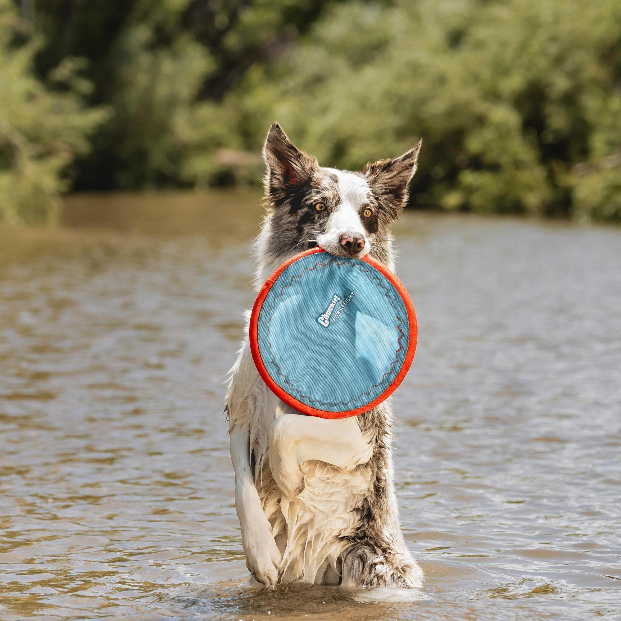 Chuckit! Paraflight Dog Toy - Floating Flying Disc for Fetch Play | Large Size | Durable Polyester