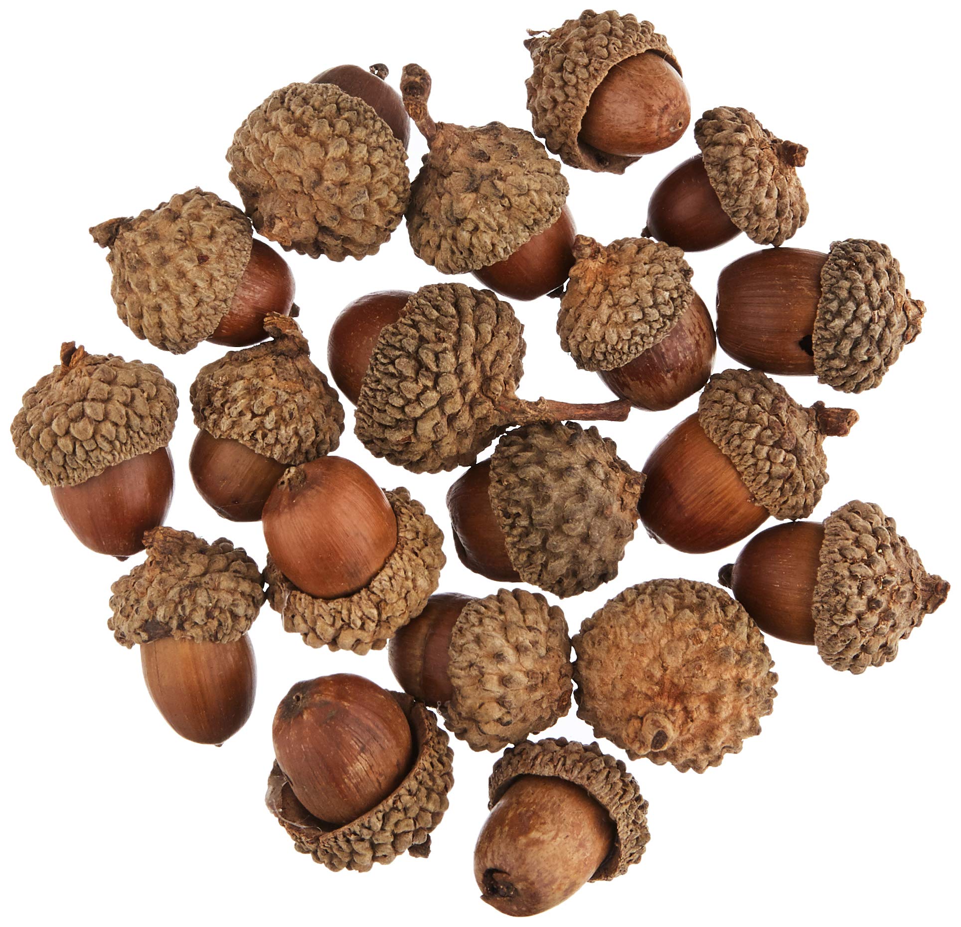 Baker Ross Natural Acorns Value Pack (50 Count) - Real Wood Crafts for Kids & Adults 1