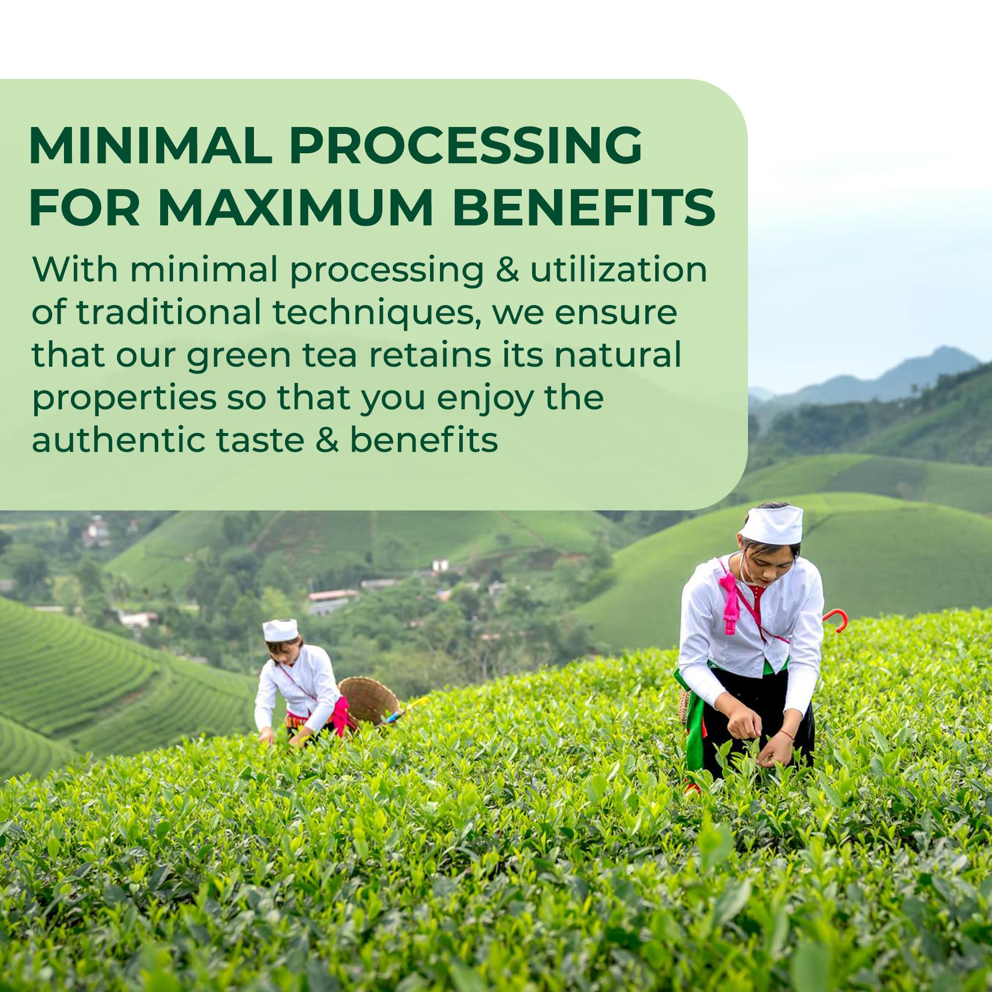 Double Dragon - Finest Chinese Green Tea 300 Tea Bags (12 Boxes) 3