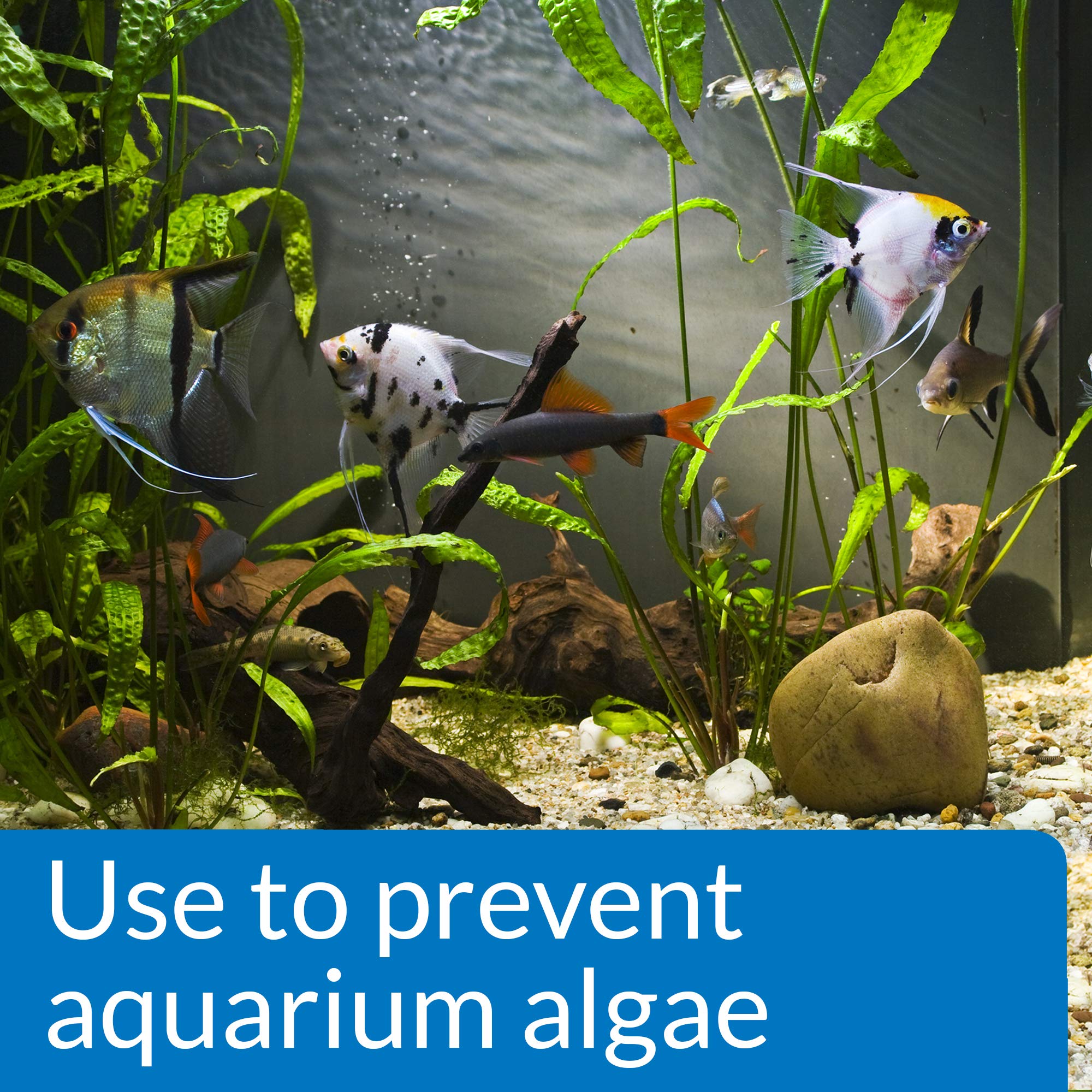 API Prevent Algae Solution - Prevents Algae & Green Water | 118 ml Liquid