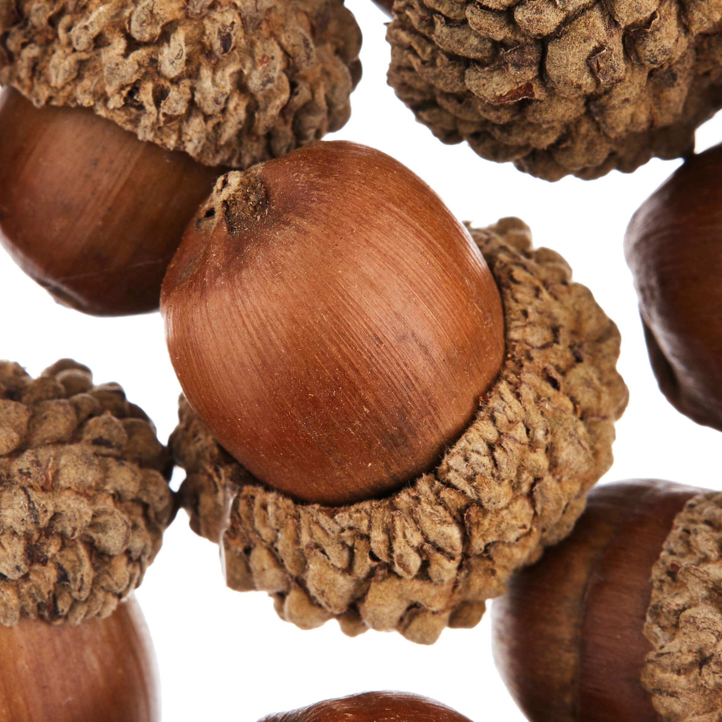 Baker Ross Natural Acorns Value Pack (50 Count) - Real Wood Crafts for Kids & Adults 2