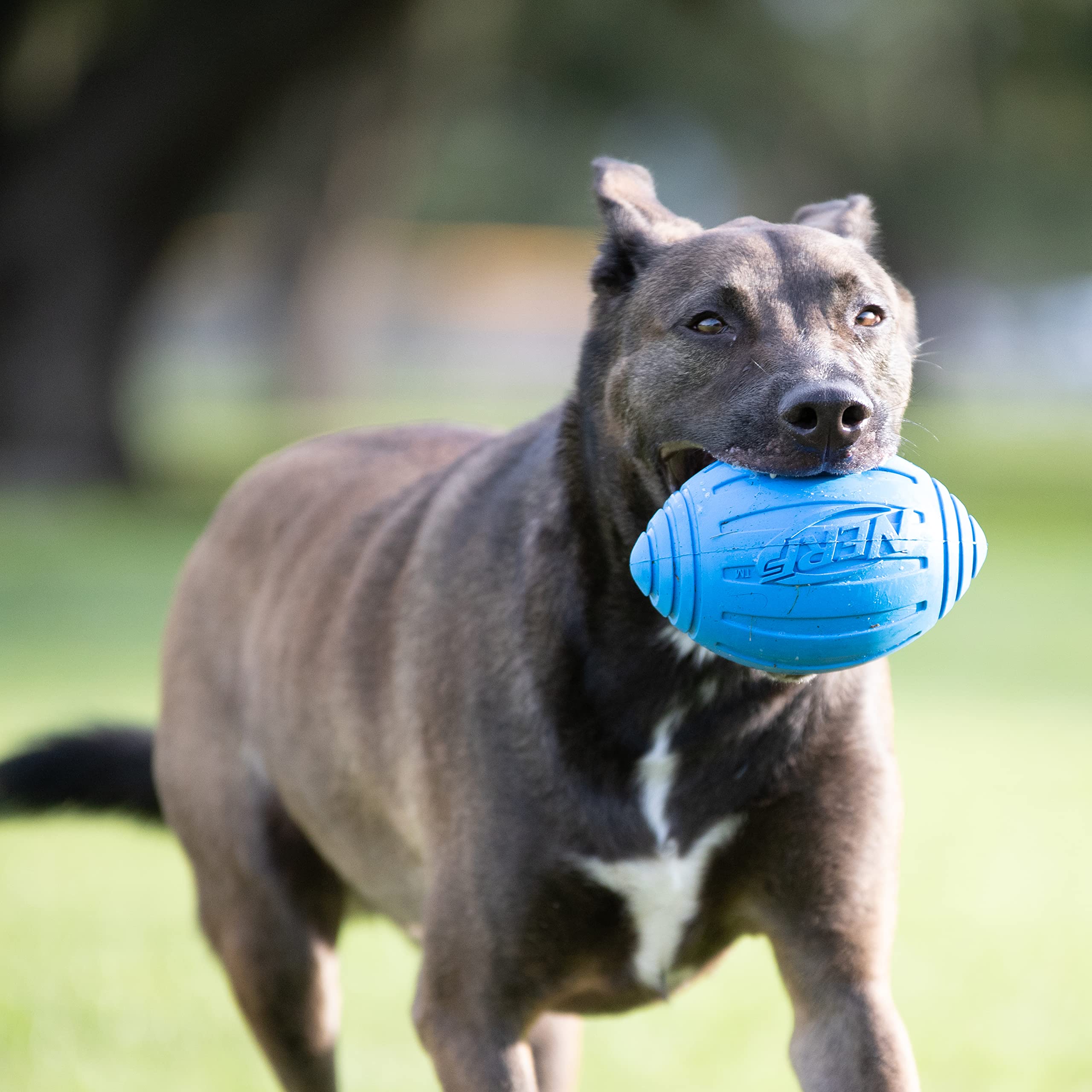 Nerf Dog Ridged Squeaker Football - Durable Rubber, Easy Grip, Water-Resistant | 7-Inch