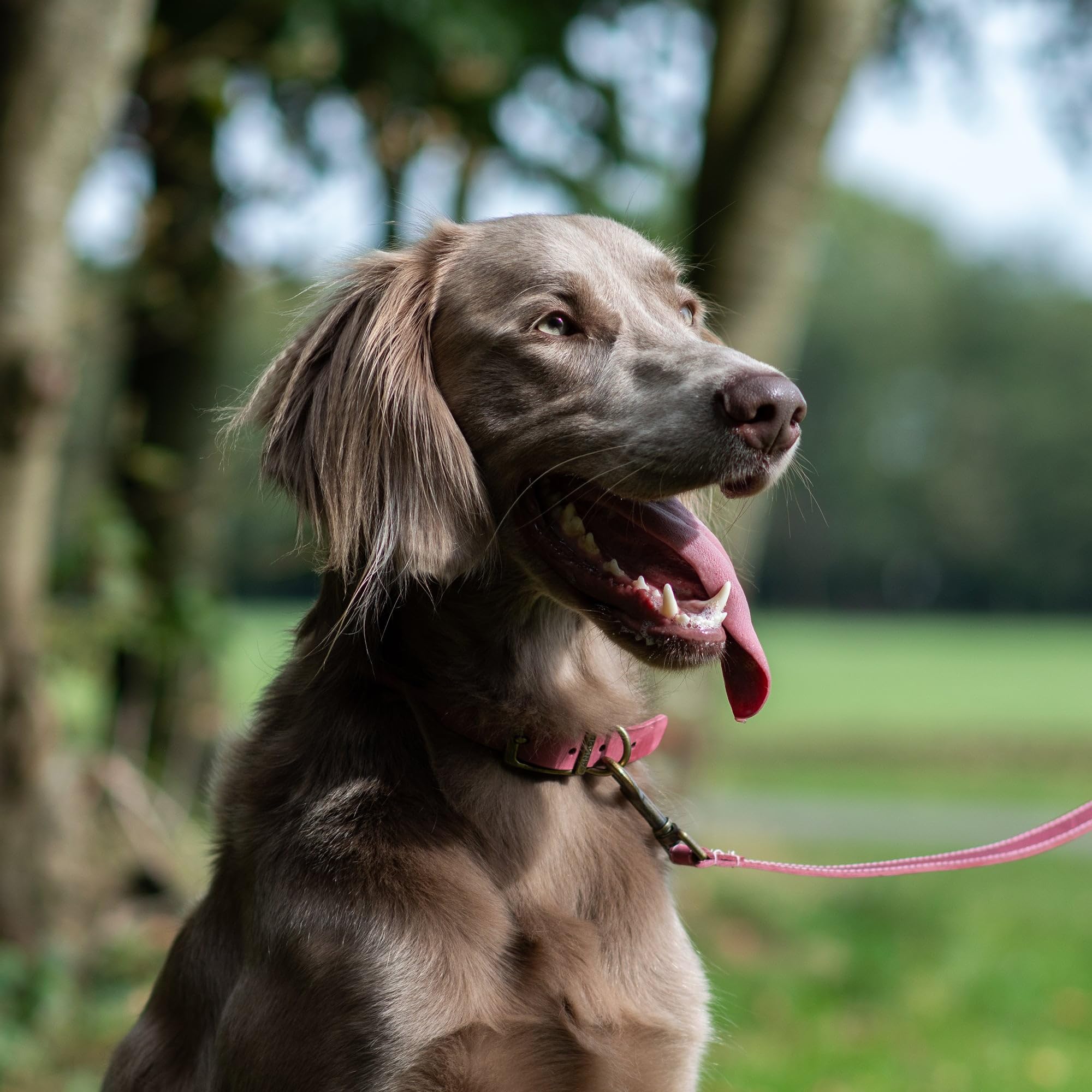 Ancol Timberwolf Premium Leather Dog Collar - Top-Grain Bridle Leather | Size 3 (28-36 cm) | Raspberry