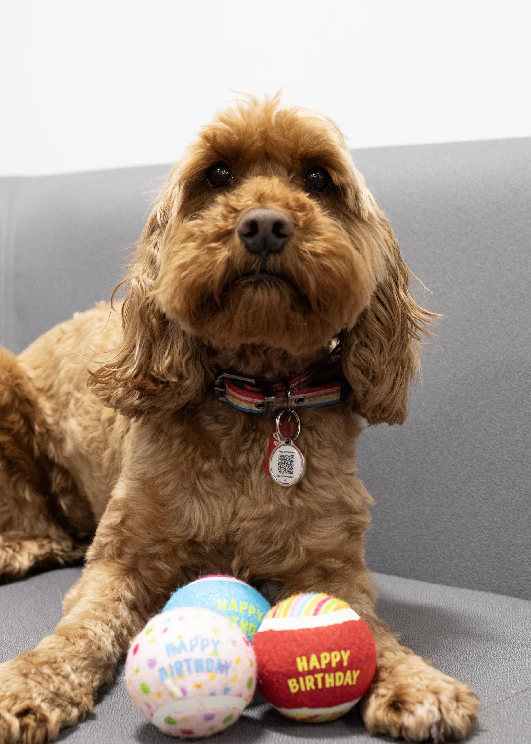 Rosewood Birthday Tennis Balls for Dogs - Pack of 3 Squeaky Fetch Toy Balls | Natural Rubber