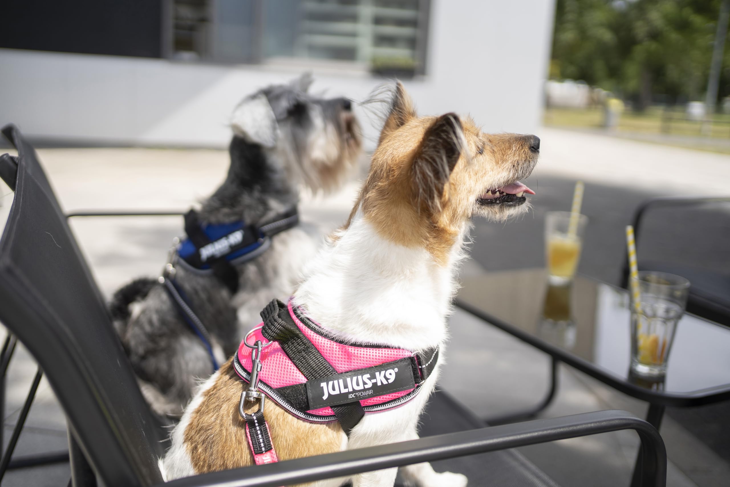 Julius-K9 IDC Powair Vest Harness - Summer Ventilation | Pink | Size S 4
