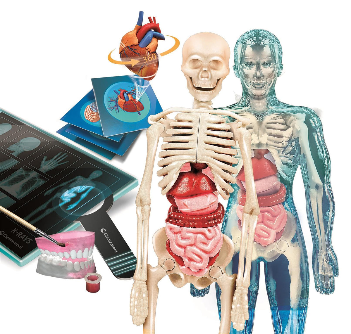 Clementoni Super Anatomy Augmented Reality Science Kit - Skeleton Model, Ages 8+
