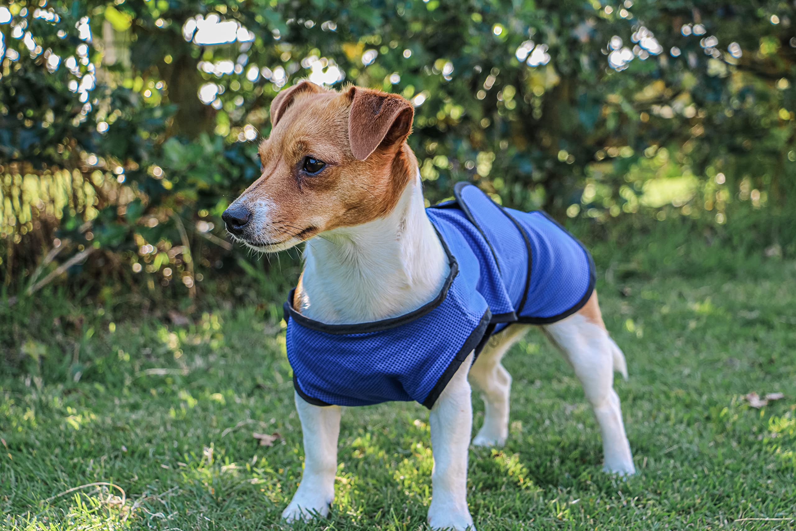 Ancol Dog Cooling Coat - Large (50 cm) - Blue