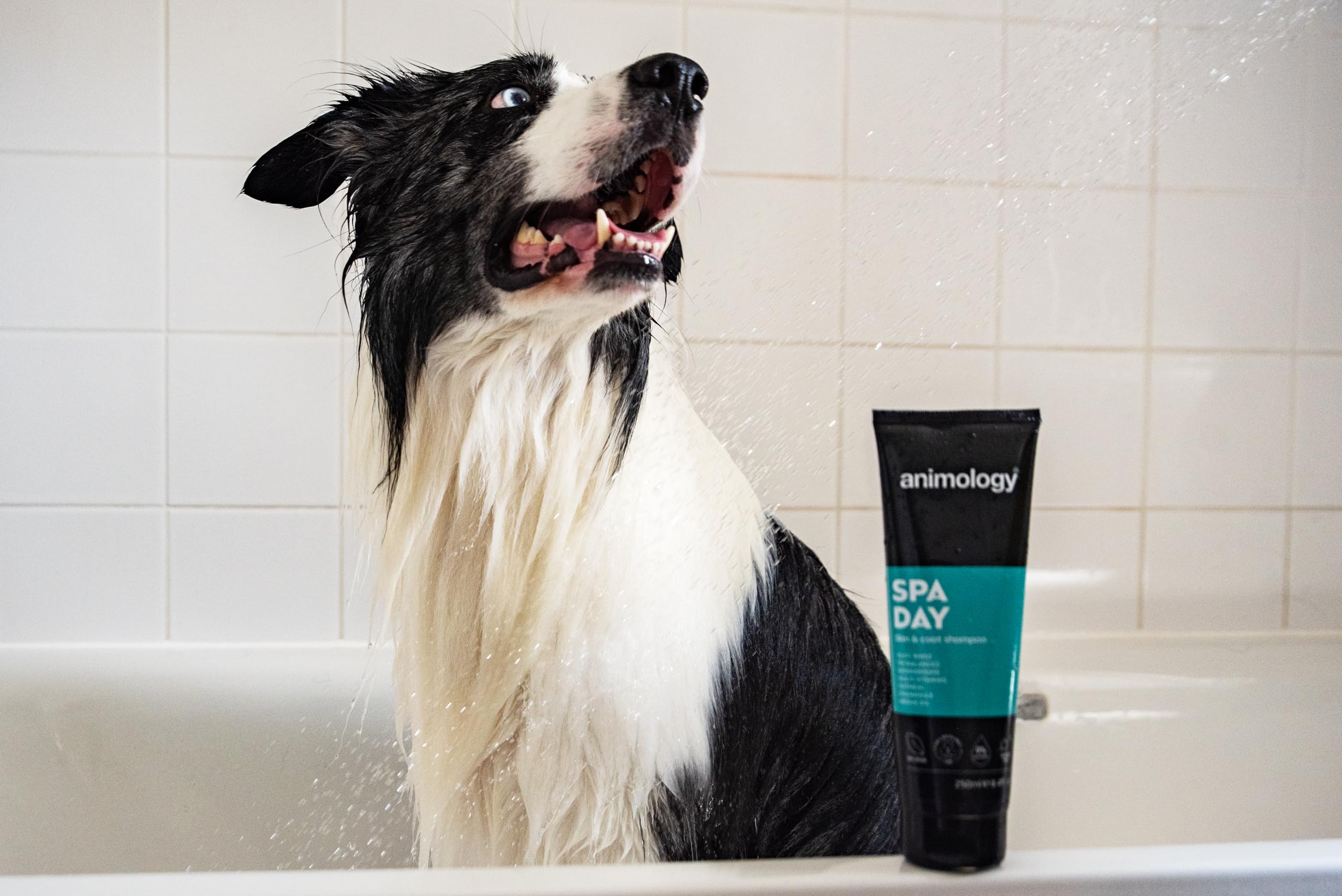 Animology Spa Day Dog Shampoo - 250ml | PH Balanced | Deodorising | Easy Rinse 2