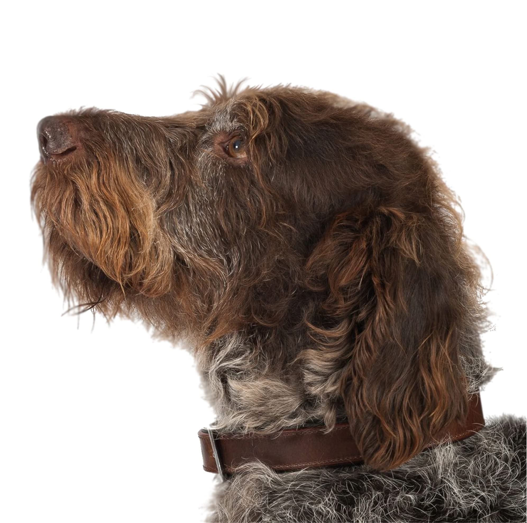 Ancol Timberwolf Leather Dog Collar - Sable | Size 4 (35-43 cm Neck) 7