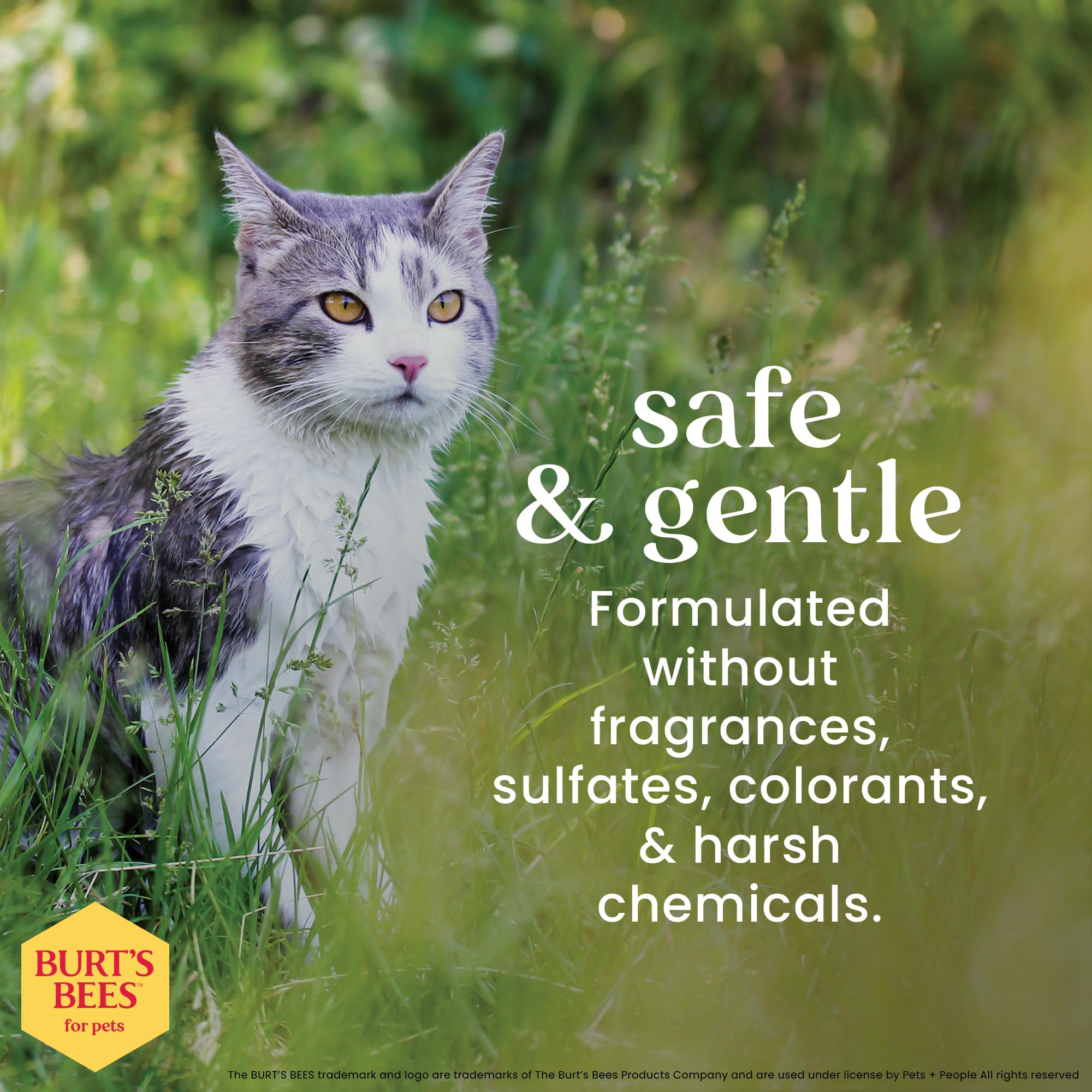 BURT'S BEES FOR PETS Dander Reducing Spray for Cats - 296ml | pH Balanced | Aloe Vera & Oatmeal 5