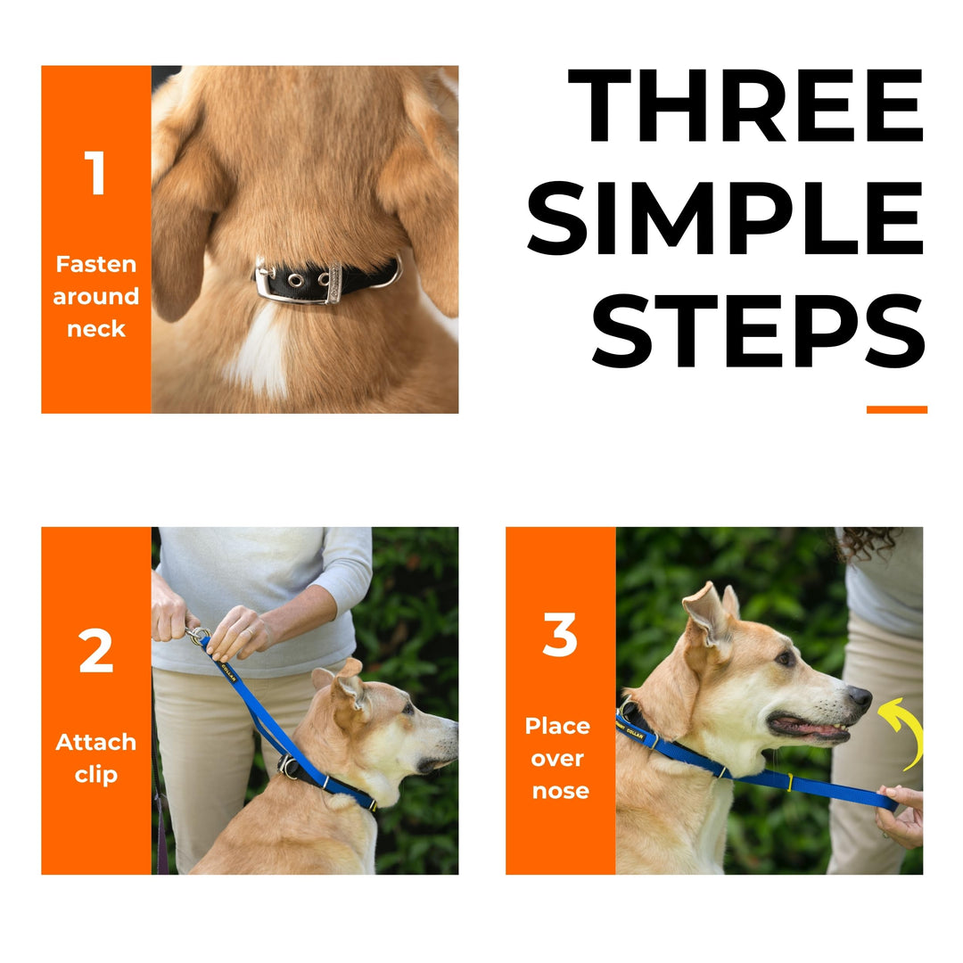 Canny - Canny Collar Head Collar for Dog Training and Walking - Black (Size 4, Model 02-1005)