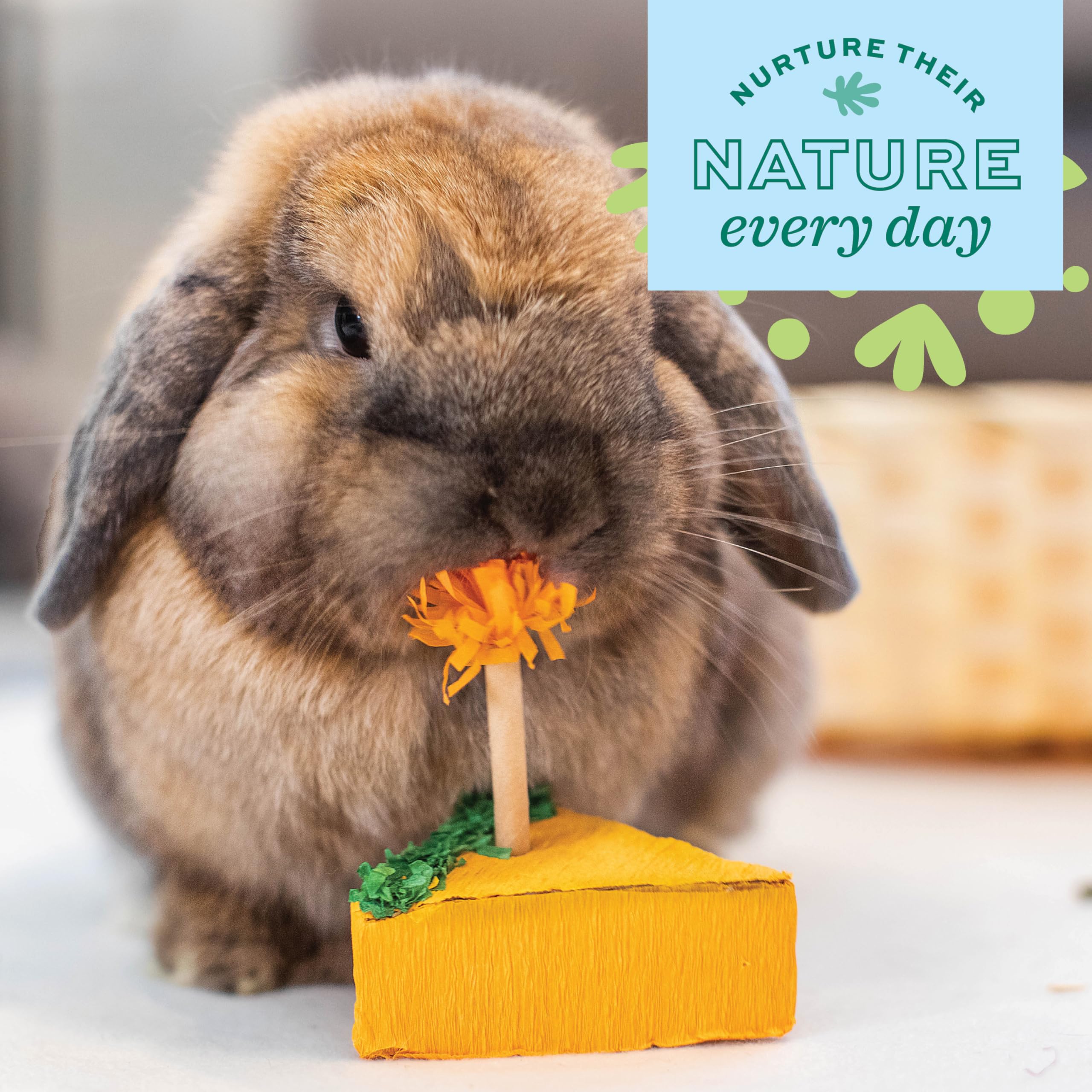 Oxbow Enriched Life Birthday Party Pack - 5 Natural Chews for Small Animals | Lightweight & Portable 5