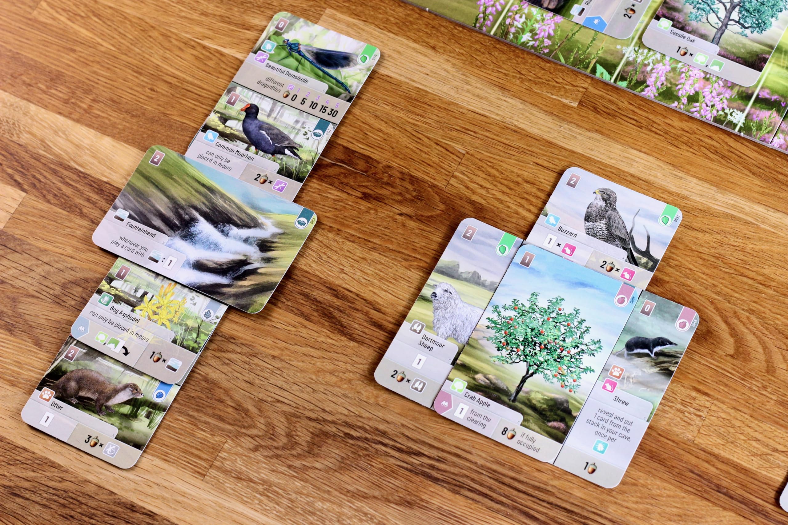 Asmodee Forest Shuffle Dartmoor Family Card Game for 2-4 Players, Ages 10+ 13