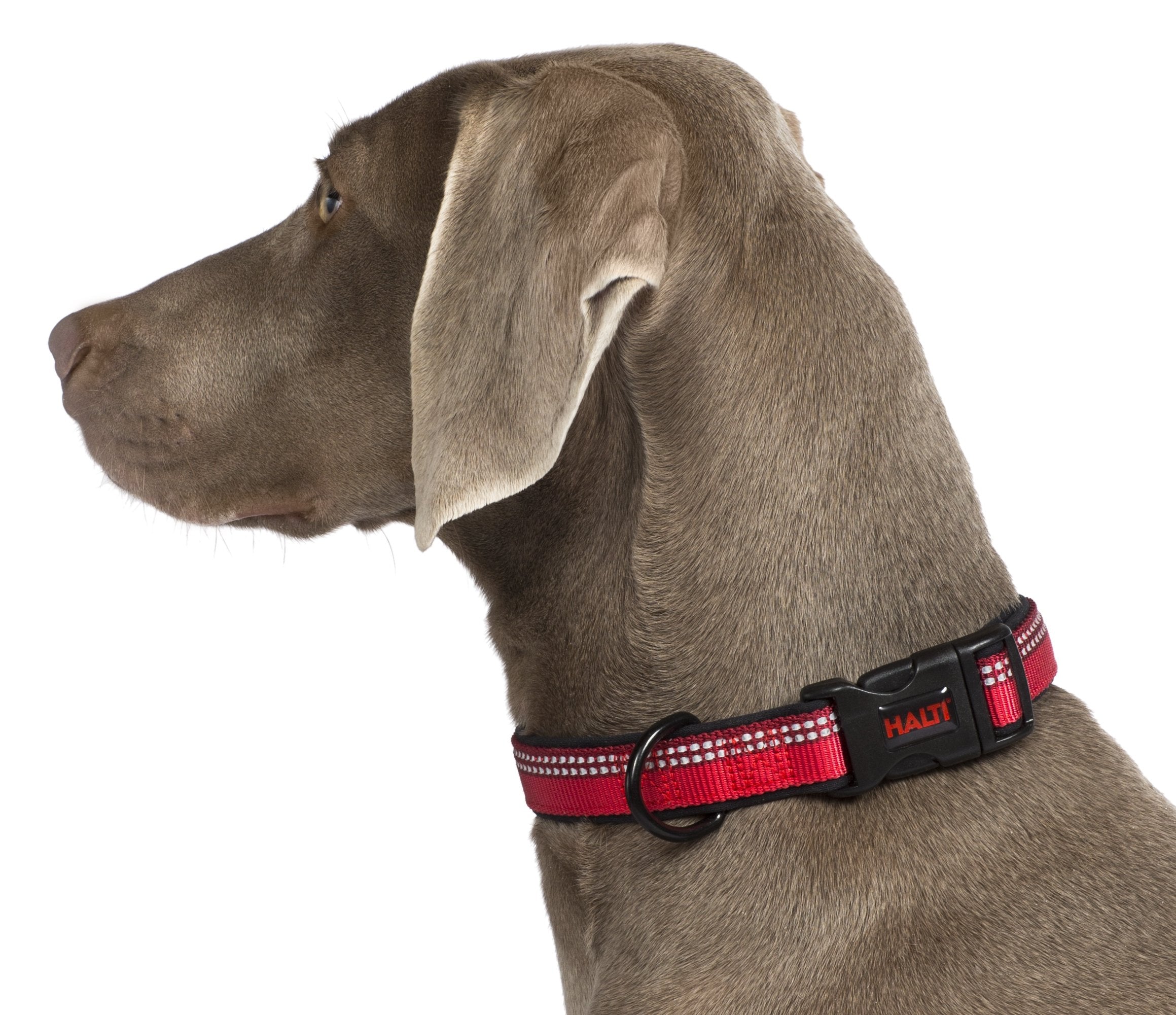 Halti Collar - Medium Size, Purple, Neoprene-Padded, Reflective Nylon for Dogs 4