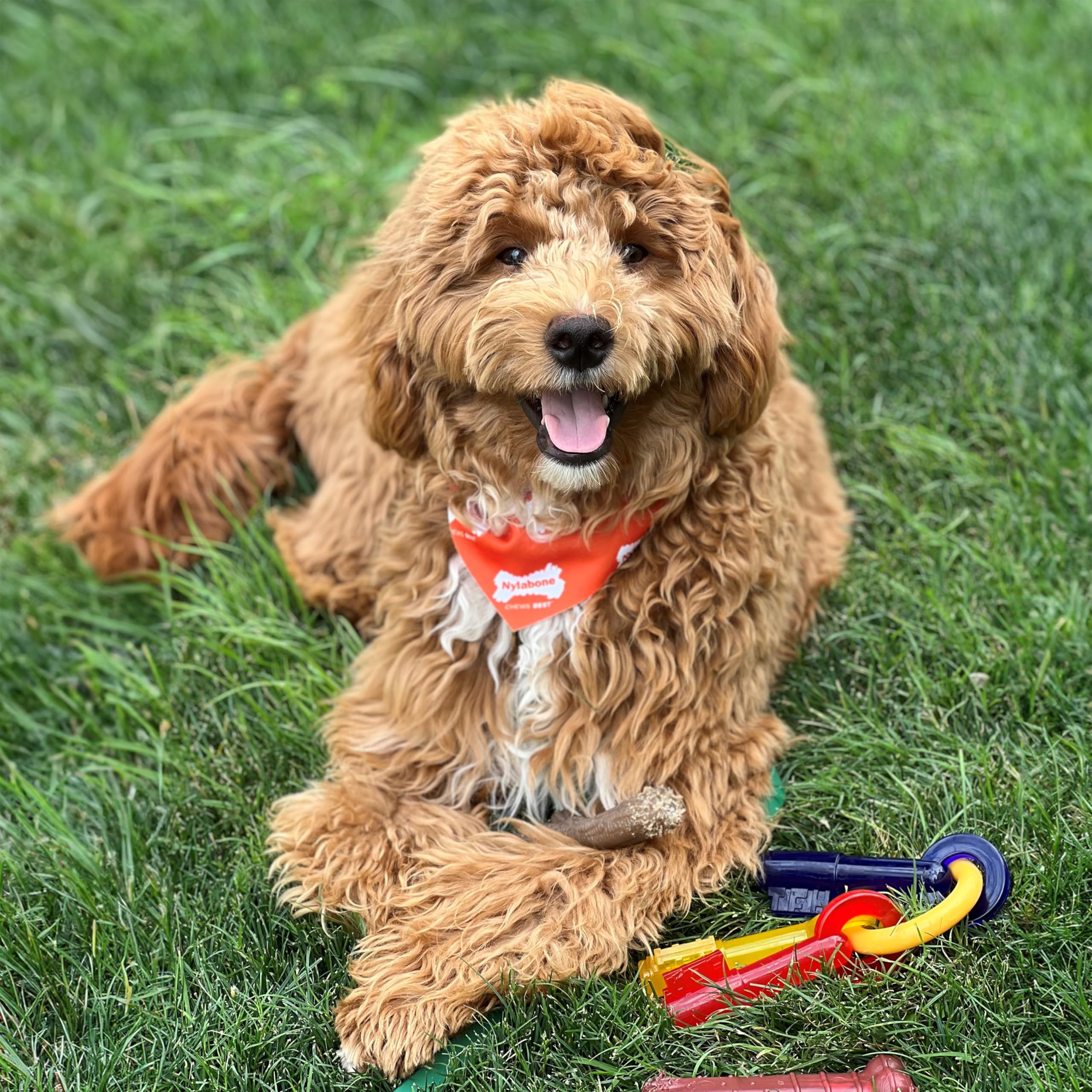 Nylabone Just For Puppies Key Ring Bone Chew Toy - Bacon Flavour, Medium, for Puppies up to 16kg