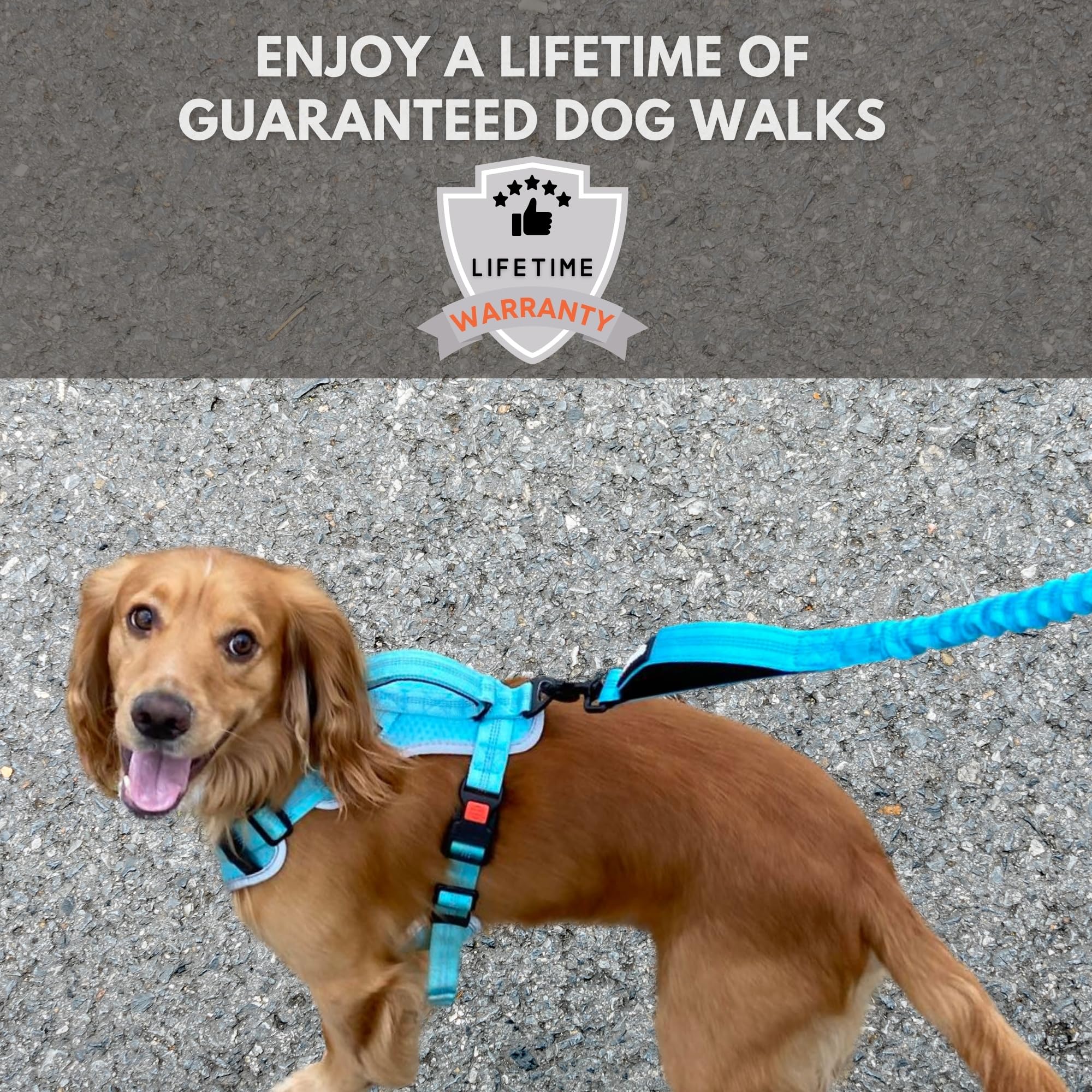 Sweetie Bungee Dog Lead - Shock Absorbing Leash for Gentle Pull Control | 40ft Length | Black 8