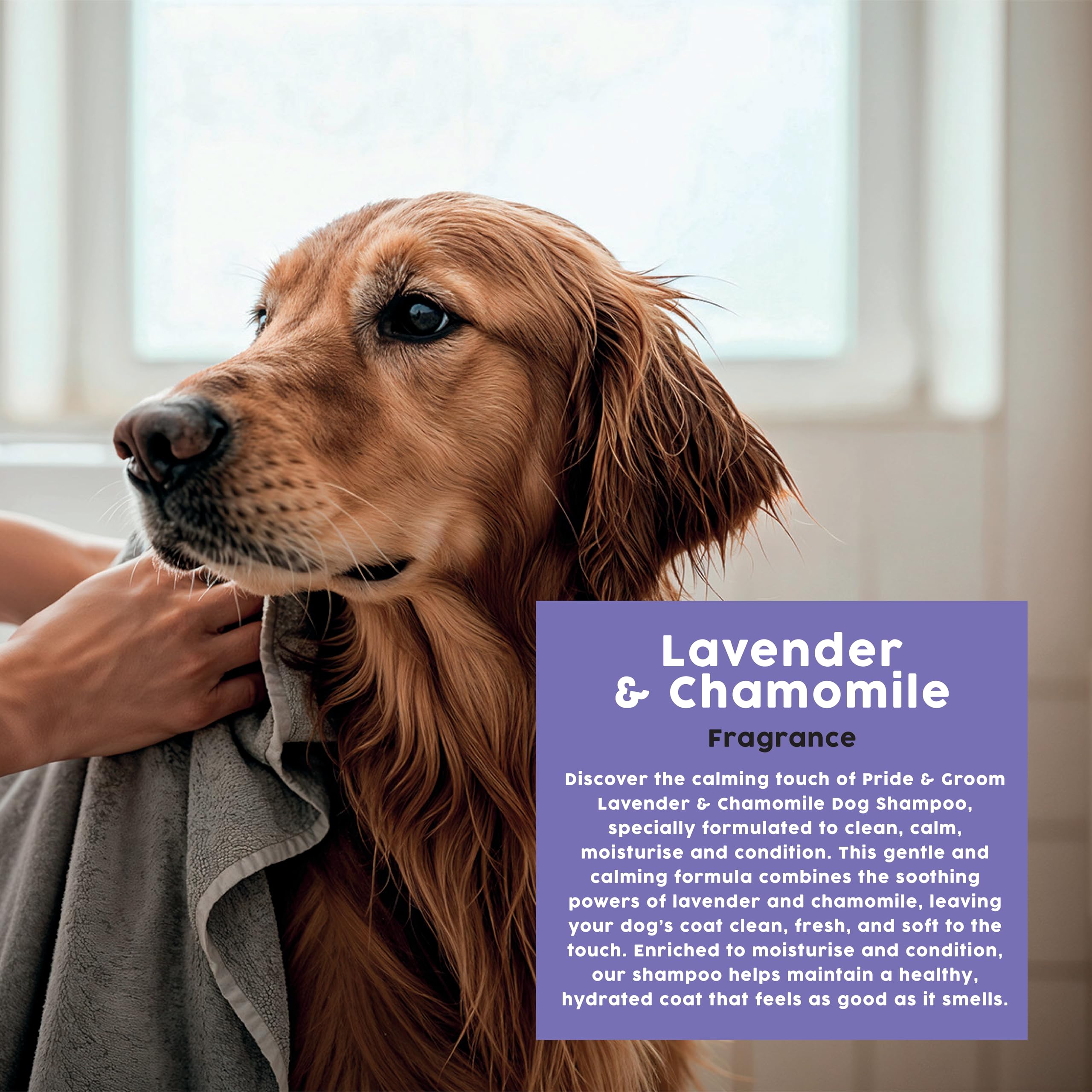 Pride & Groom 4-in-1 Dog Shampoo - Calming Lavender & Chamomile, 500ml 3